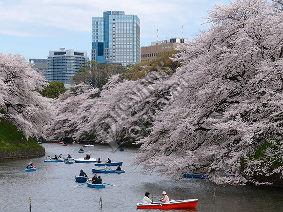 Парк с цветущей сакурой в Токио (Tokyo)